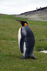 Königspinguin (2 von 84).jpg